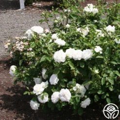 White Floorshow -Heirloom Roses White Floorshow 04