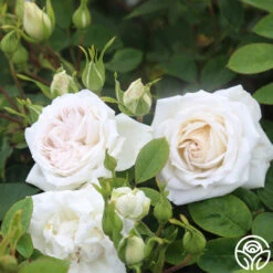 White Floorshow -Heirloom Roses White Floorshow 05