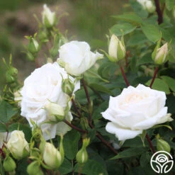 White Floorshow -Heirloom Roses White Floorshow 06