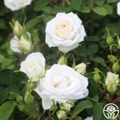 White Floorshow -Heirloom Roses White Floorshow 07