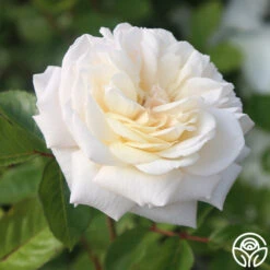 White Gold -Heirloom Roses White Gold 12