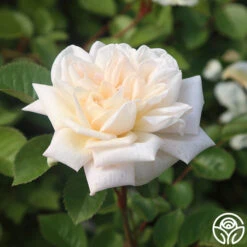 White Gold -Heirloom Roses White Gold 13