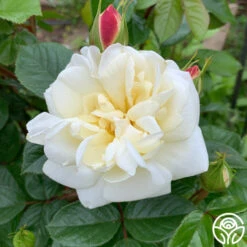 White Gold -Heirloom Roses White Gold 14