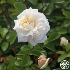 White Gold -Heirloom Roses White Gold 15