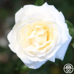 White Gold -Heirloom Roses White Gold 17