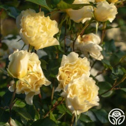 White Licorice™ -Heirloom Roses White Licorice 145