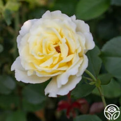 White Licorice™ -Heirloom Roses White Licorice 483d762d d5bd 41b8 b7cf 27ef3587e165