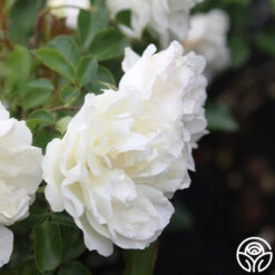 White Meidiland® 13 White Meidiland® -Heirloom Roses White Meidiland 13