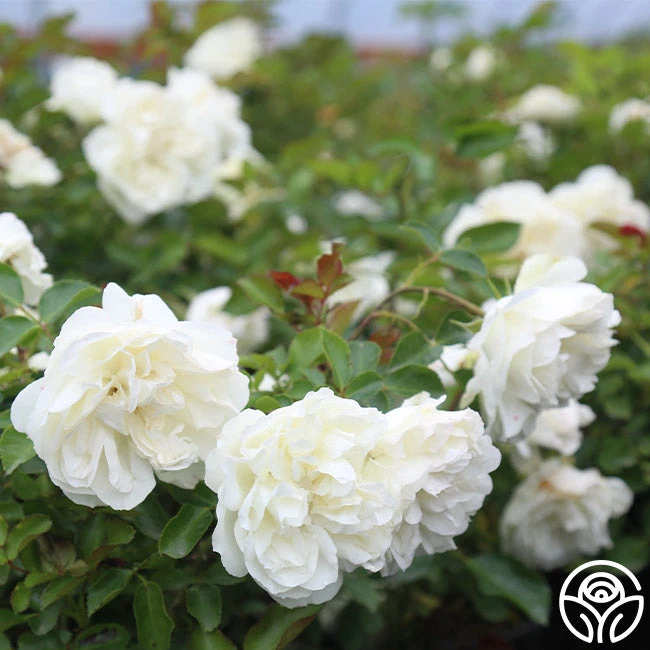 White Meidiland® 4 White Meidiland® - Image 2