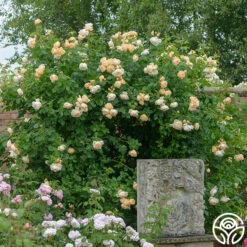 Wollerton Old Hall™ -Heirloom Roses Wollerton Old Hall 102