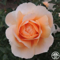 Abbaye De Cluny® 13 Abbaye De Cluny® -Heirloom Roses abbaye de cluny 2 8