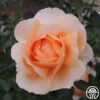 Abbaye De Cluny® -Heirloom Roses abbaye de cluny 3 8