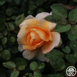 Abbaye De Cluny® 15 Abbaye De Cluny® -Heirloom Roses abbaye de cluny 5 2