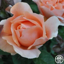 Abbaye De Cluny® 16 Abbaye De Cluny® -Heirloom Roses abbaye de cluny 6 2