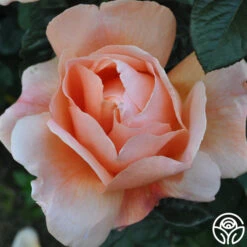 Abbaye De Cluny® 17 Abbaye De Cluny® -Heirloom Roses abbaye de cluny 7 2