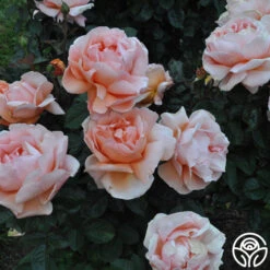 Abbaye De Cluny® 18 Abbaye De Cluny® -Heirloom Roses abbaye de cluny 8