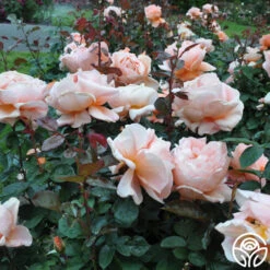 Abbaye De Cluny® 14 Abbaye De Cluny® -Heirloom Roses abbaye de cluny 9