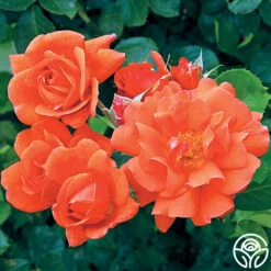 Above All™ -Heirloom Roses above all