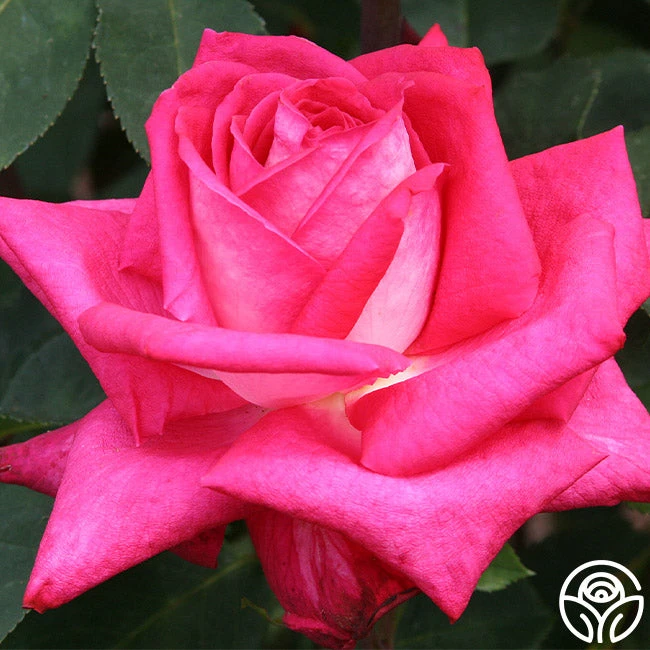 Acapella® 4 Acapella® - Image 2