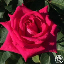 Acapella® 10 Acapella® -Heirloom Roses acapella 3 8