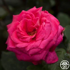 Acapella® 13 Acapella® -Heirloom Roses acapella 4 1