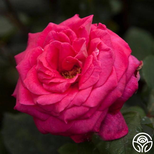 Acapella® 8 Acapella® - Image 6