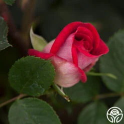 Acapella® 12 Acapella® -Heirloom Roses acapella 5