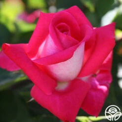 Acapella® 11 Acapella® -Heirloom Roses acapella 6