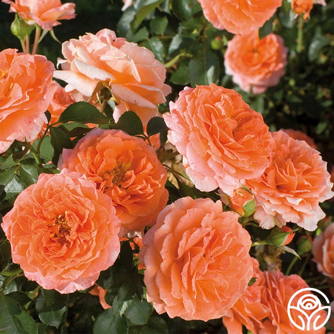 Adobe Sunrise™ 4 Adobe Sunrise™ - Image 2