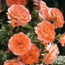 Adobe Sunrise™ 7 Adobe Sunrise™ -Heirloom Roses adobe sunrise 3