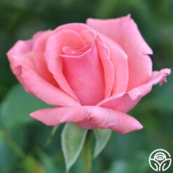 Agatha Christie 9 Agatha Christie -Heirloom Roses agatha christie logo 02