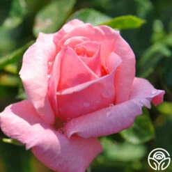 Agatha Christie 11 Agatha Christie -Heirloom Roses agatha christie logo 04