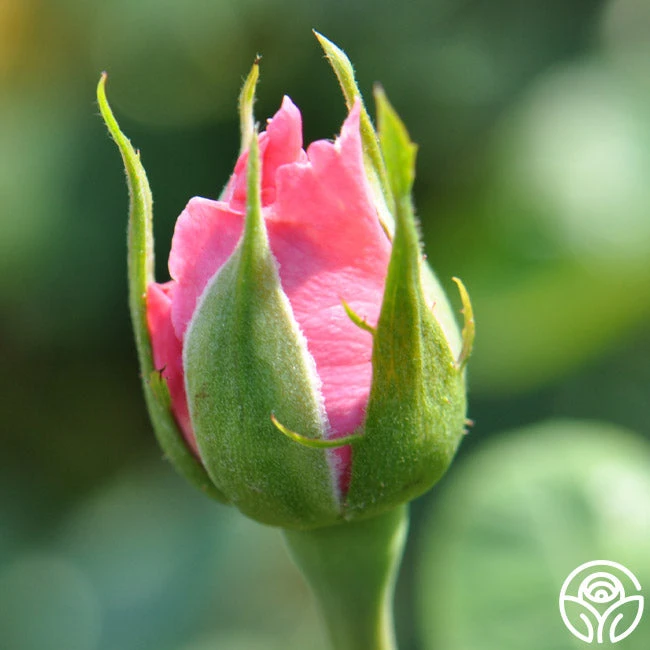 Agatha Christie 6 Agatha Christie - Image 4