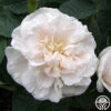 Alba Maxima -Heirloom Roses alba maxima 1 5