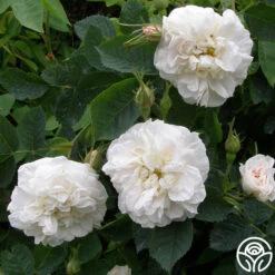 Alba Maxima 8 Alba Maxima -Heirloom Roses alba maxima 3 5