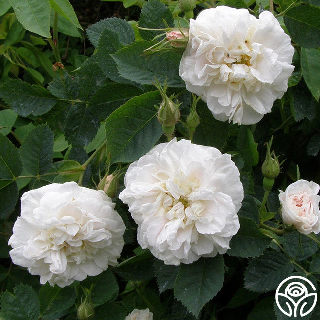 Alba Maxima 5 Alba Maxima - Image 3