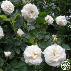Alba Maxima 9 Alba Maxima -Heirloom Roses alba maxima 4 1
