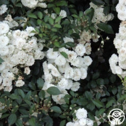 Alba Meidiland® 7 Alba Meidiland® -Heirloom Roses alba meidiland 3 8