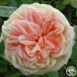 Alchymist -Heirloom Roses alchymist logo 01
