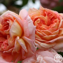 Alchymist -Heirloom Roses alchymist logo 04