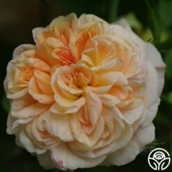 Alchymist -Heirloom Roses alchymist logo 05