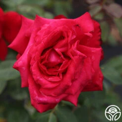 Alec's Red® -Heirloom Roses alecs red 4 1