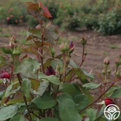 Alec's Red® -Heirloom Roses alecs red 5 7