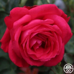 Alec's Red® -Heirloom Roses alecs red 6