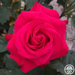 Alec's Red® -Heirloom Roses alecs red 7