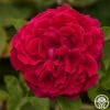 Alfred Colomb -Heirloom Roses alfred colomb 2 1 1