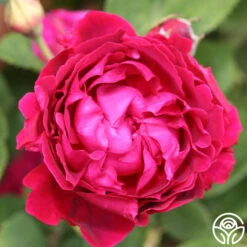 Alfred Colomb -Heirloom Roses alfred colomb 3 5