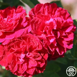 Alfred Colomb -Heirloom Roses alfred colomb 4 5