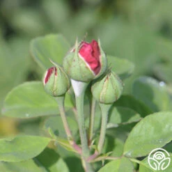 Alfred Colomb -Heirloom Roses alfred colomb 7