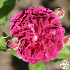 Alfred Colomb -Heirloom Roses alfred colomb 8 1